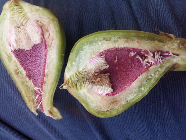 Identificação da planta Samambaia-de-jardim por foto