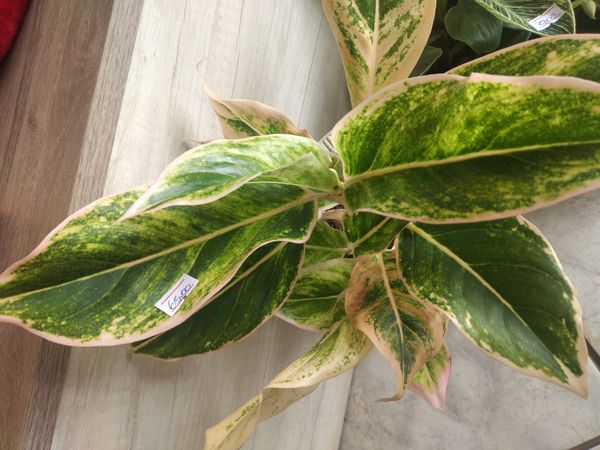 Identificação da planta Café de Salão por foto
