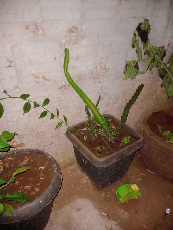 Identificação da planta Pitaia por foto