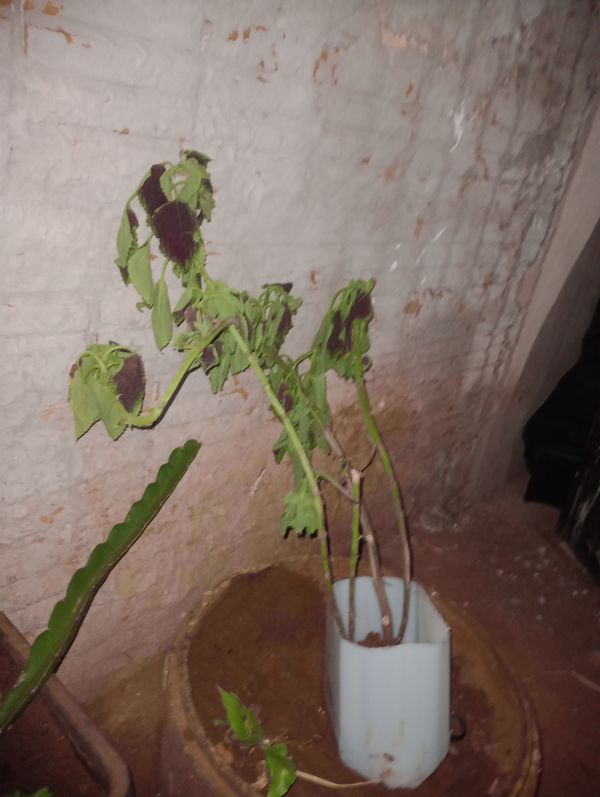 Identificação da planta Coléus por foto