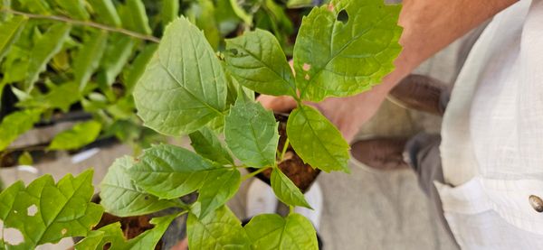 Identificação da planta Pau-d’arco por foto