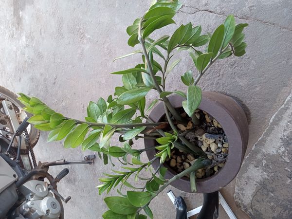 Identificação da planta Zamioculcas por foto