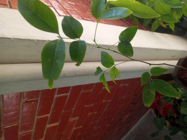 Identificação da planta Chuva-de-ouro por foto
