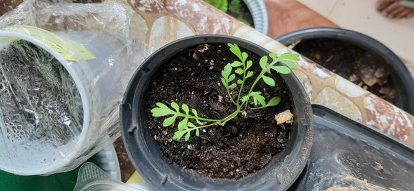 Identificação da planta Agrião por foto