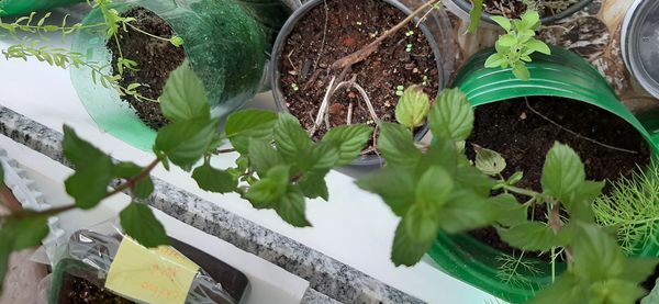 Identificação da planta Hortelã pimenta por foto