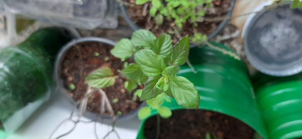 Identificação da planta Hortelã-d'água por foto