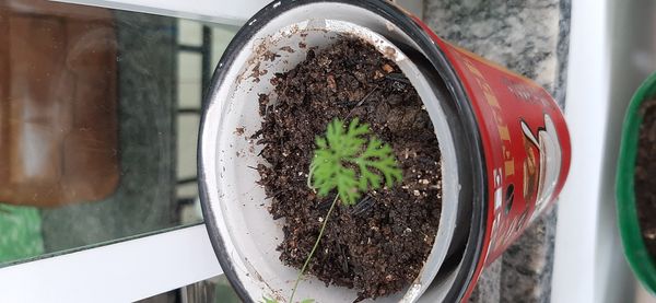 Identificação da planta Endro por foto