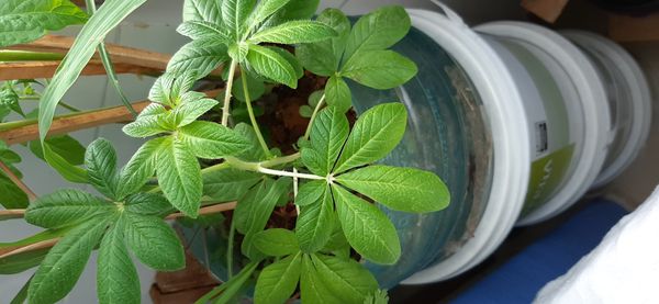 Identificação da planta Vassourinha por foto