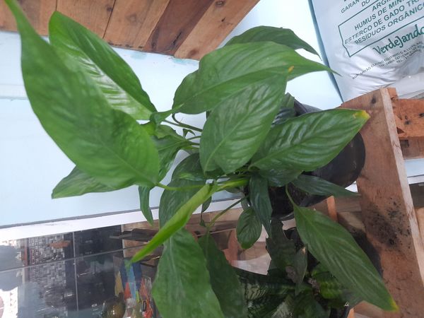 Identificação da planta Como cuida do lirio por foto