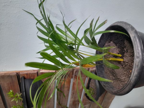 Identificação da planta Areca-bambu por foto