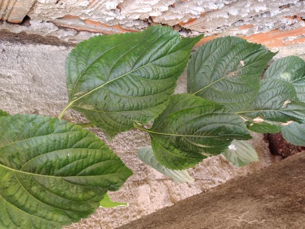 Identificação da planta Cambará por foto