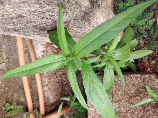 Identificação da planta Erva botão por foto