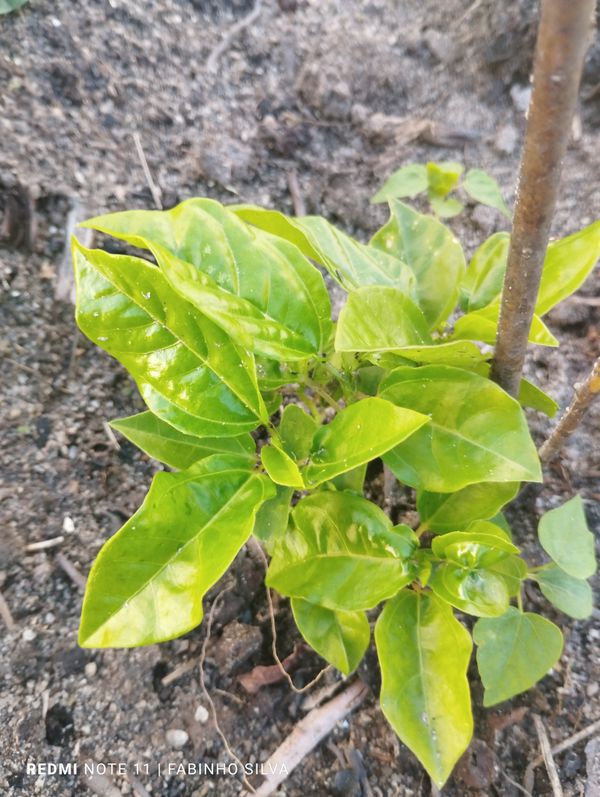 Identificação da planta Maracujá por foto
