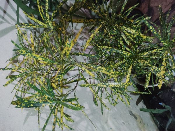 Identificação da planta Cróton por foto
