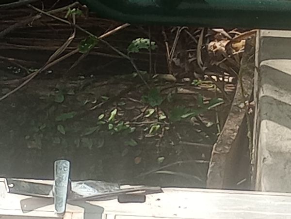 Identificação da planta Jasmim-do-mato por foto
