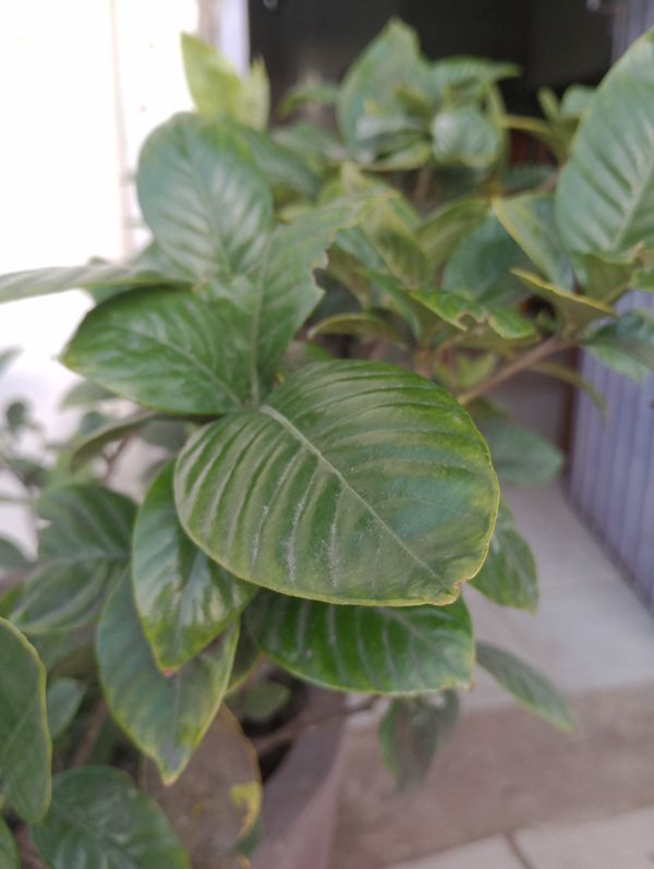 Identificação da planta Jasmim-do-cabo por foto