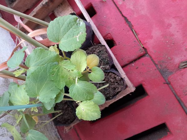 Identificação da planta Quiabo por foto
