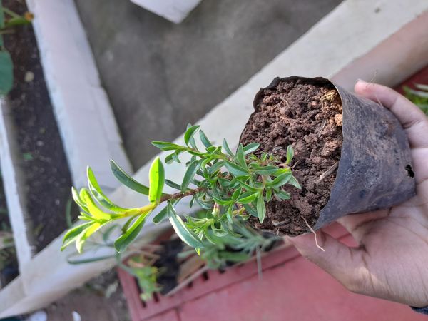 Identificação da planta Segurelha por foto