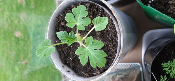 Identificação da planta Melancia por foto