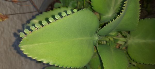 Identificação da planta Aranto por foto