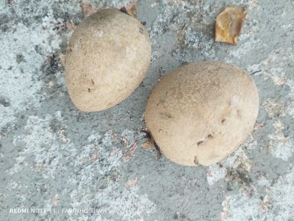 Identificação da planta Alicuri por foto