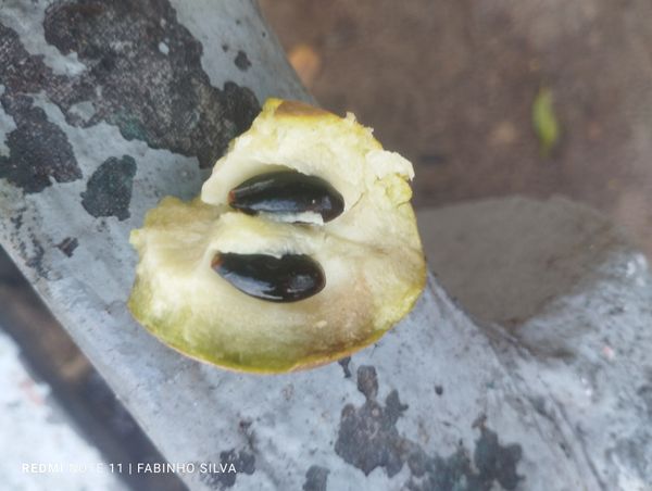 Identificação da planta Abiu-caramelo por foto