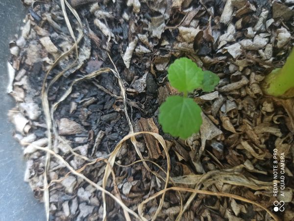 Identificação da planta Cabelo-de-negro por foto