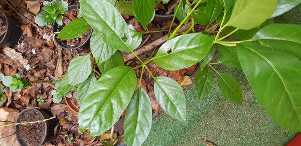 Identificação da planta Cabeludinha por foto