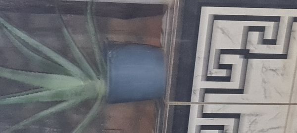 Identificação da planta Babosa por foto