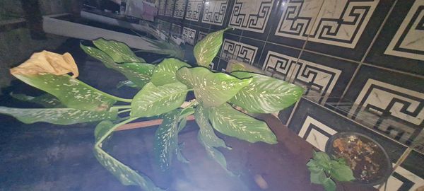 Identificação da planta Comigo-ninguém-pode por foto