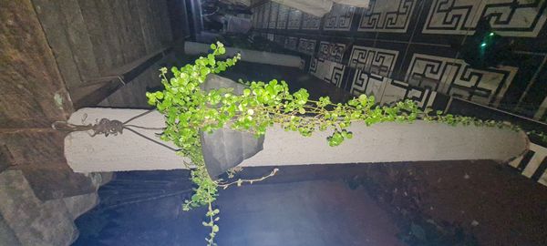 Identificação da planta Dinheiro em penca por foto