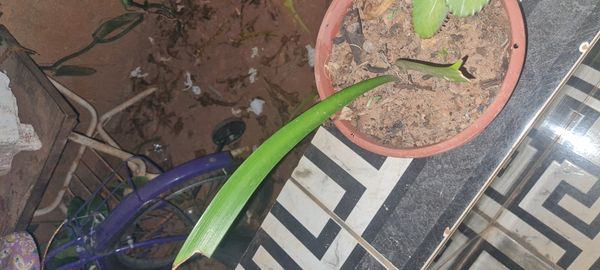 Identificação da planta Açucena por foto