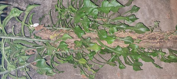 Identificação da planta Véu de noiva por foto