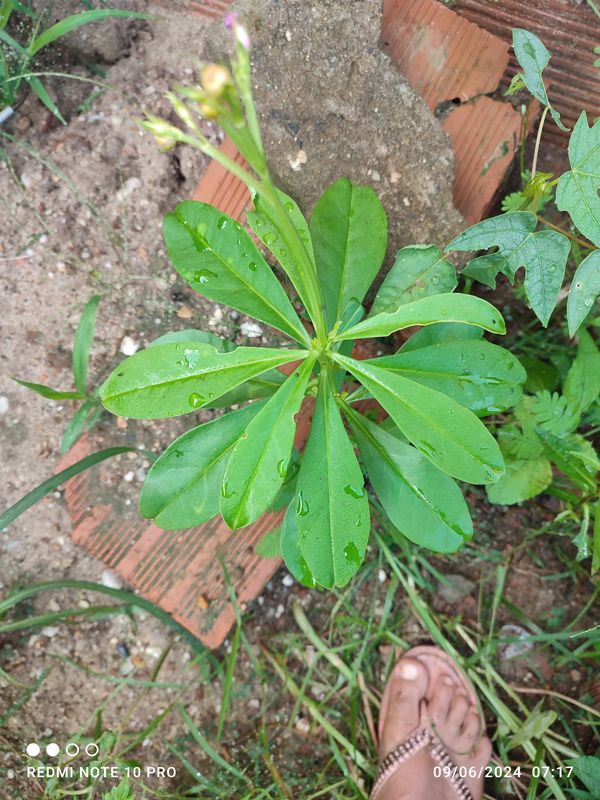 Identificação da planta Bredo-de-jardim por foto