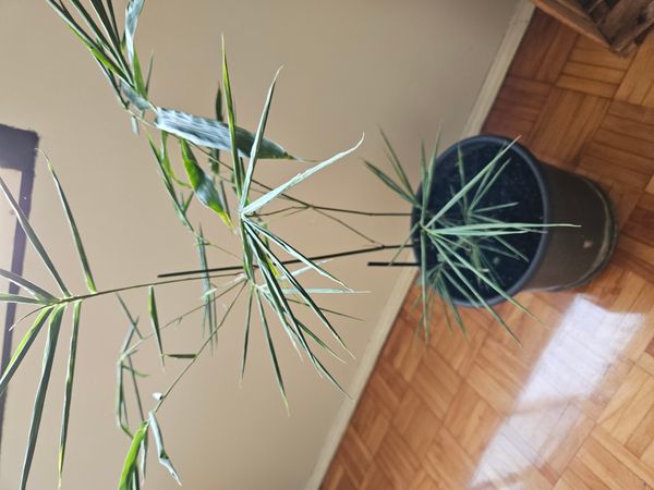 Identificação da planta Bambu-mossô por foto