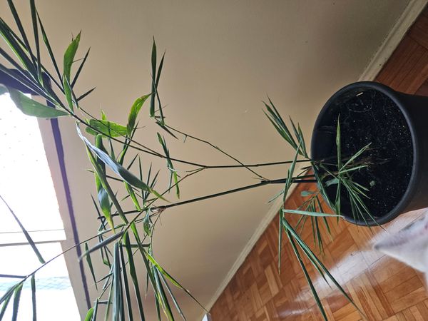 Identificação da planta Bambu-mossô por foto