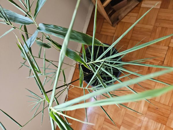 Identificação da planta Bambu por foto