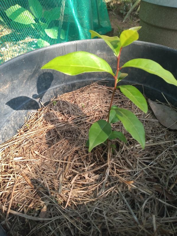 Identificação da planta Peumo por foto