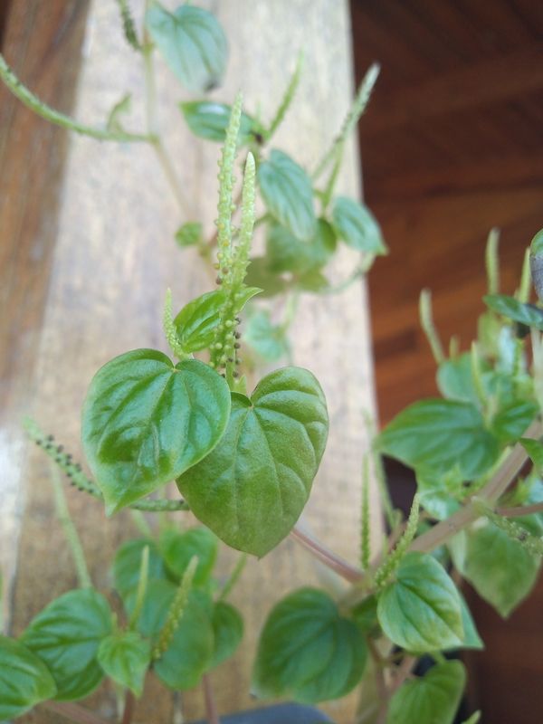 Identificação da planta Erva-de-jabuti por foto
