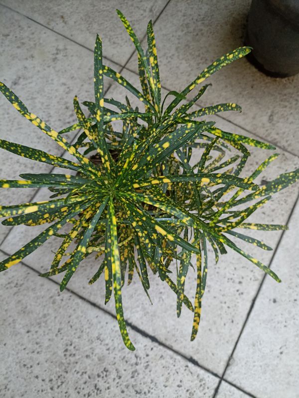 Identificação da planta Cróton por foto