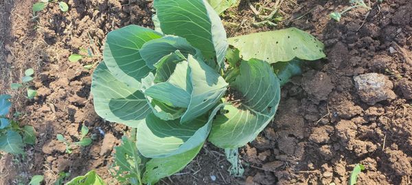 Identificação da planta Couve por foto