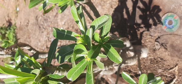 Identificação da planta Rosa do deserto por foto