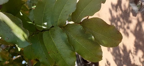 Identificação da planta Baru por foto