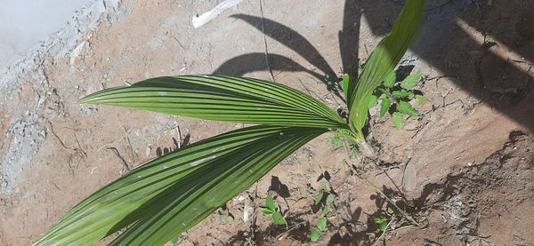 Identificação da planta Abacaxi-de-macaco por foto