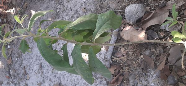 Identificação da planta Assa peixe por foto