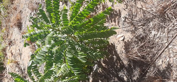 Identificação da planta Ciriguela por foto