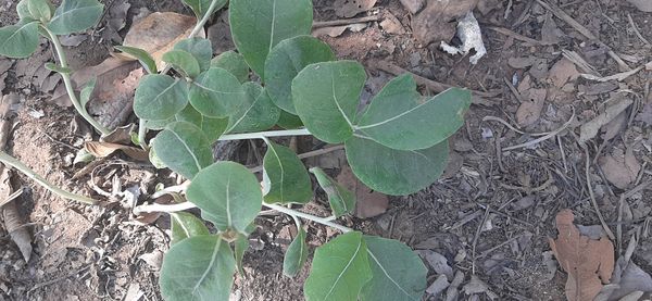 Identificação da planta Desconhecido por foto