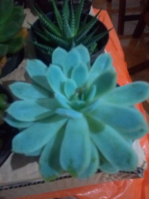 Identificação da planta Suculenta Estrelada por foto