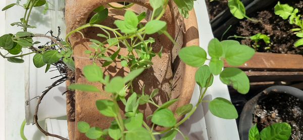 Identificação da planta Manjerona por foto