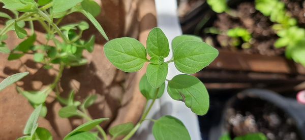 Identificação da planta Manjerona por foto